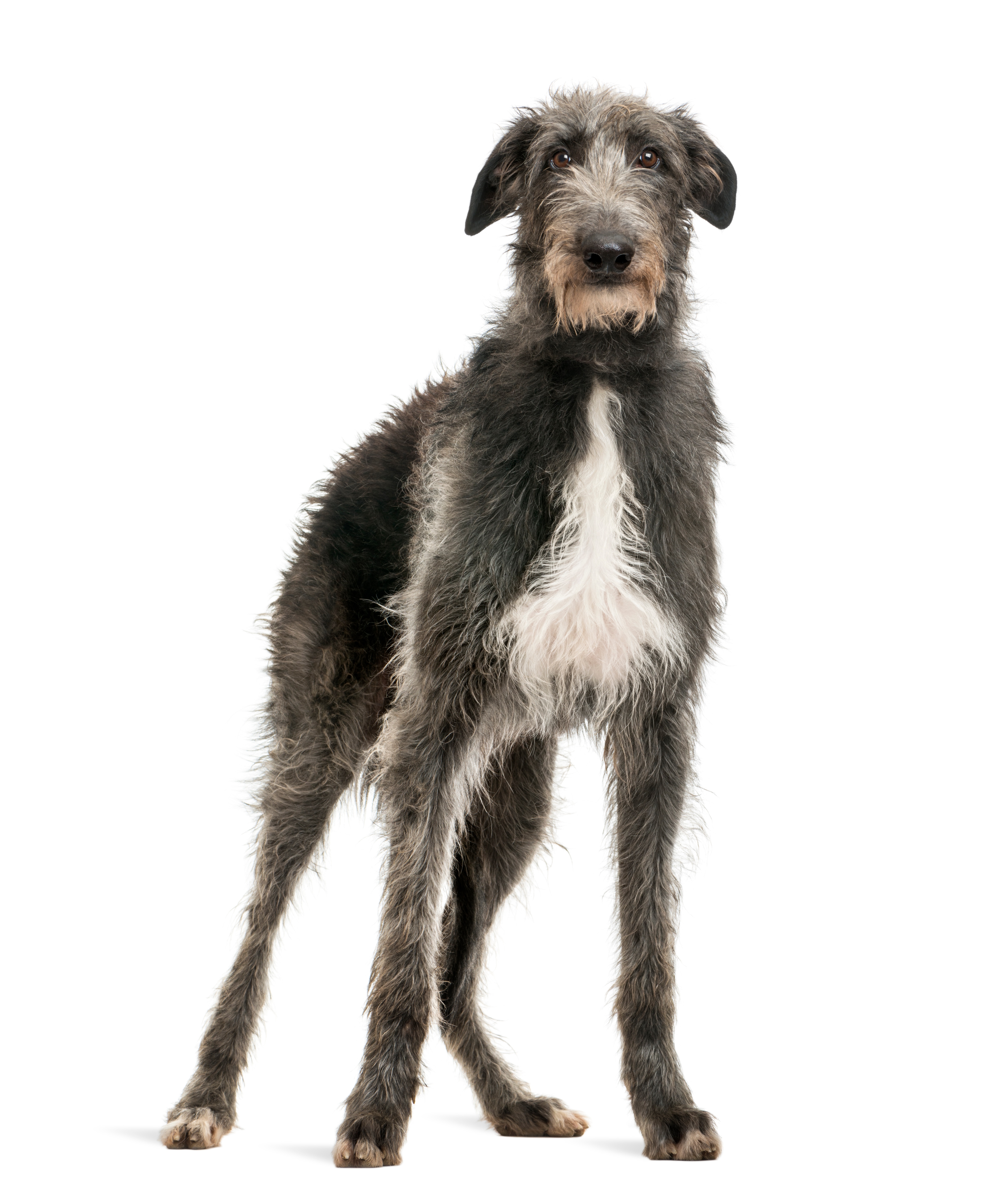 Deerhound cross greyhound puppies fashion for